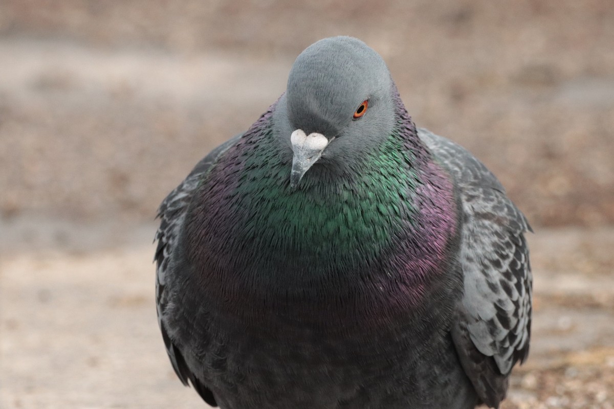 Rock Pigeon (Feral Pigeon) - ML320691281