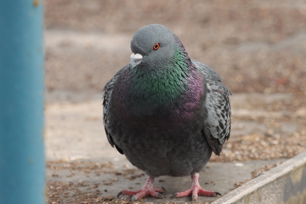Rock Pigeon (Feral Pigeon) - ML320691321