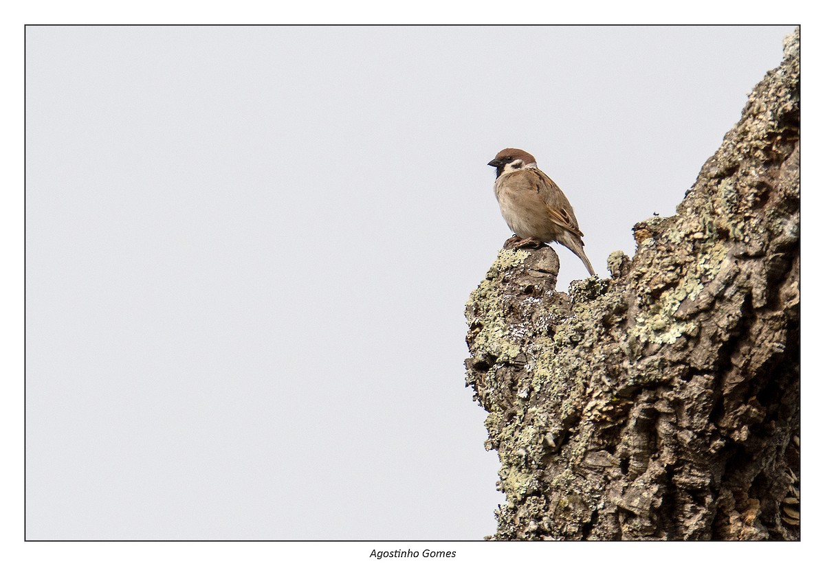 Eurasian Tree Sparrow - ML320691731