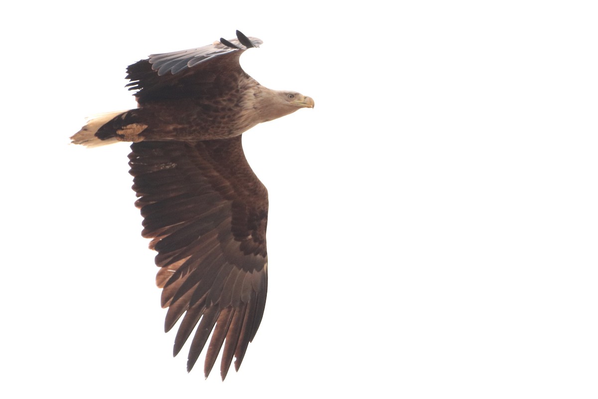 White-tailed Eagle - Letty Roedolf Groenenboom