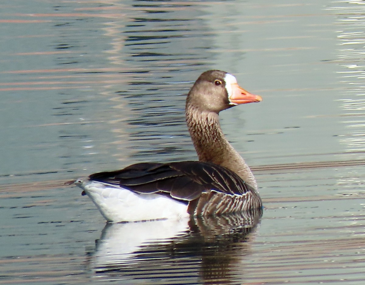 Greater White-fronted Goose - ML320695891