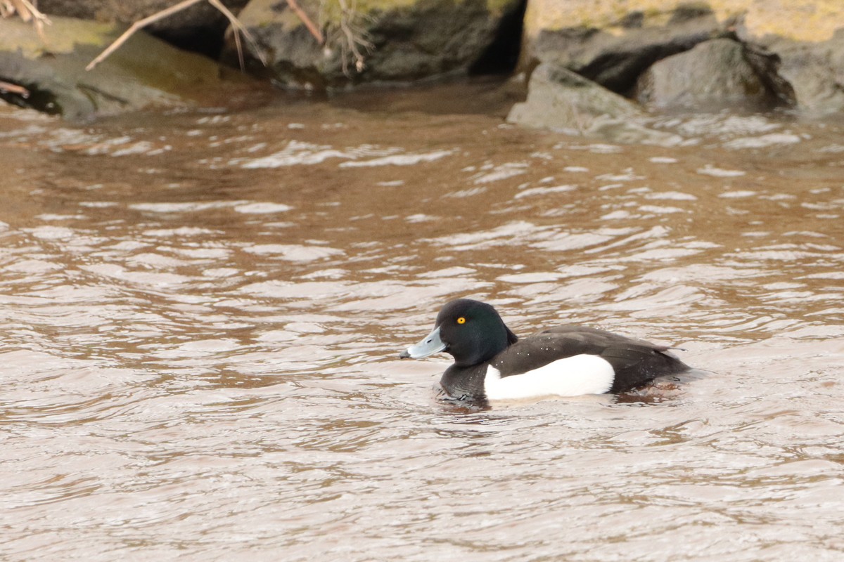 Tufted Duck - ML320698291