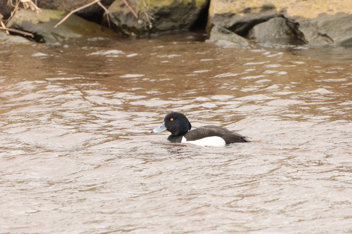 Tufted Duck - ML320698361