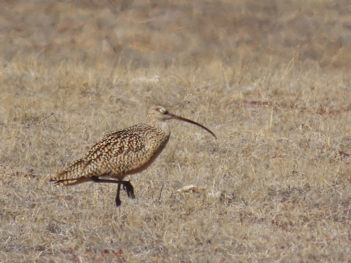 Long-billed Curlew - ML320698691