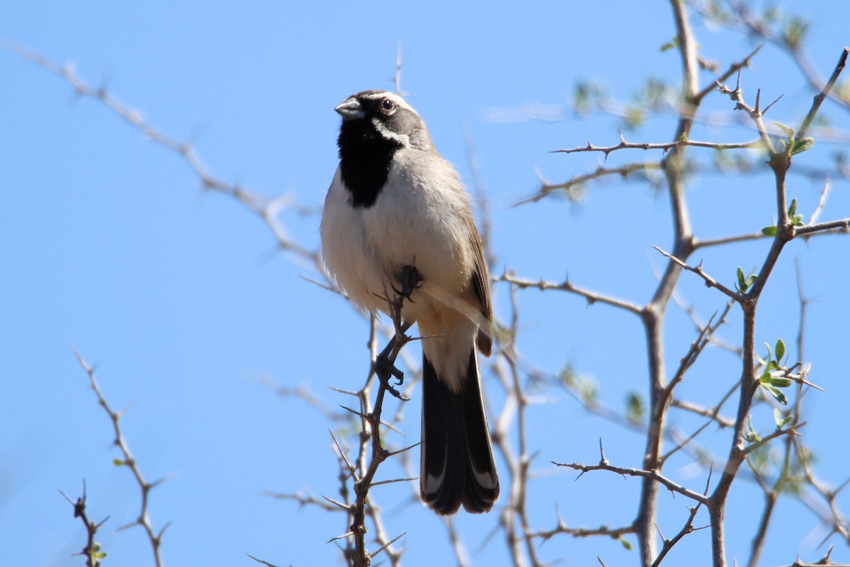 Black-throated Sparrow - ML320699761