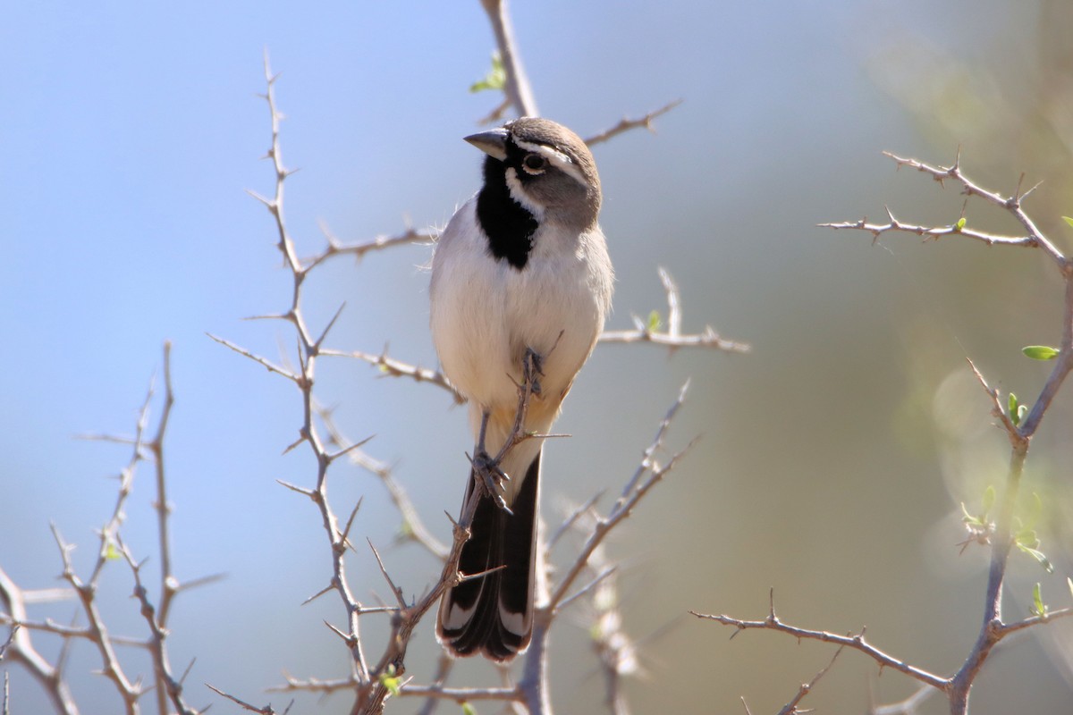 Black-throated Sparrow - Diana Spangler