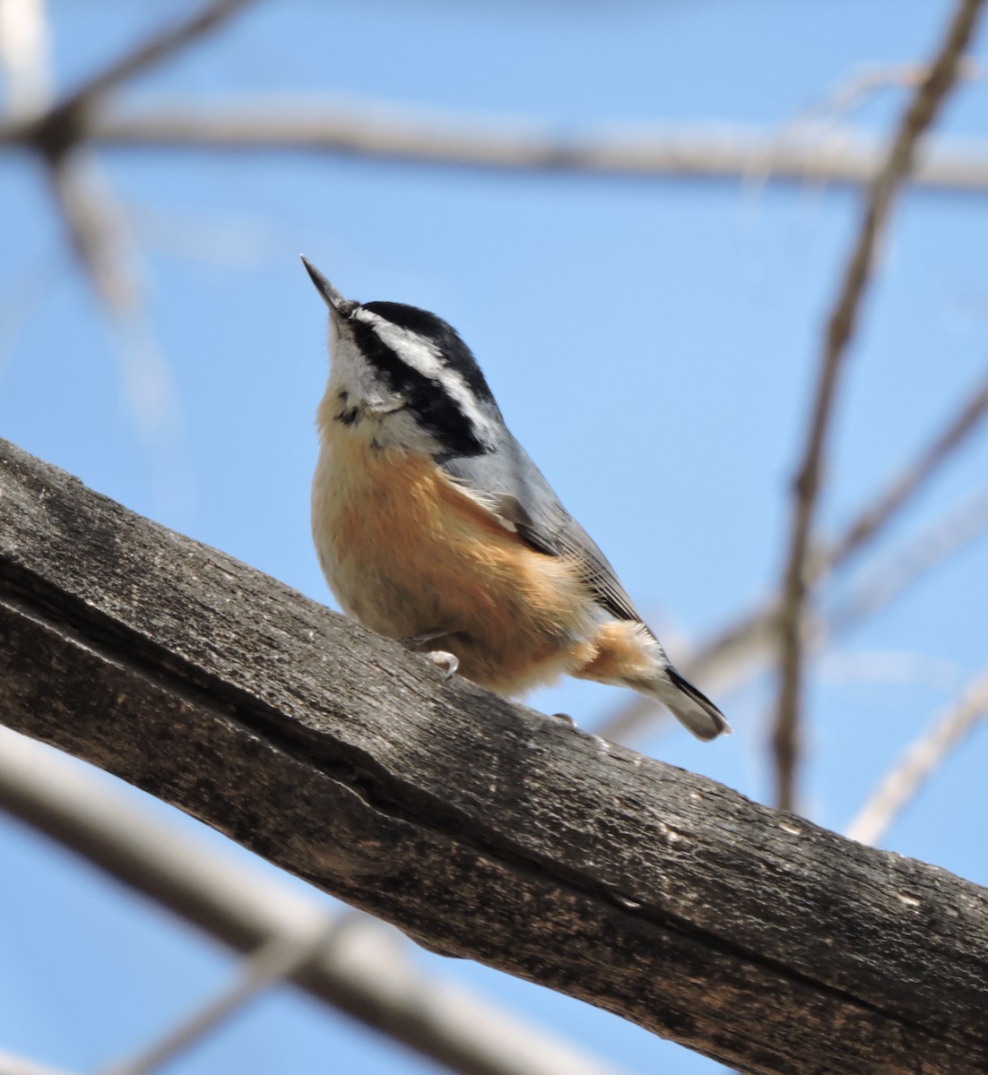 Red-breasted Nuthatch - ML320701291