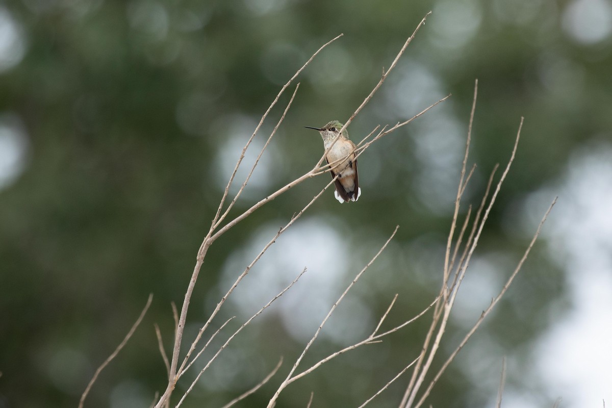 Calliope Hummingbird - Ronan Nicholson
