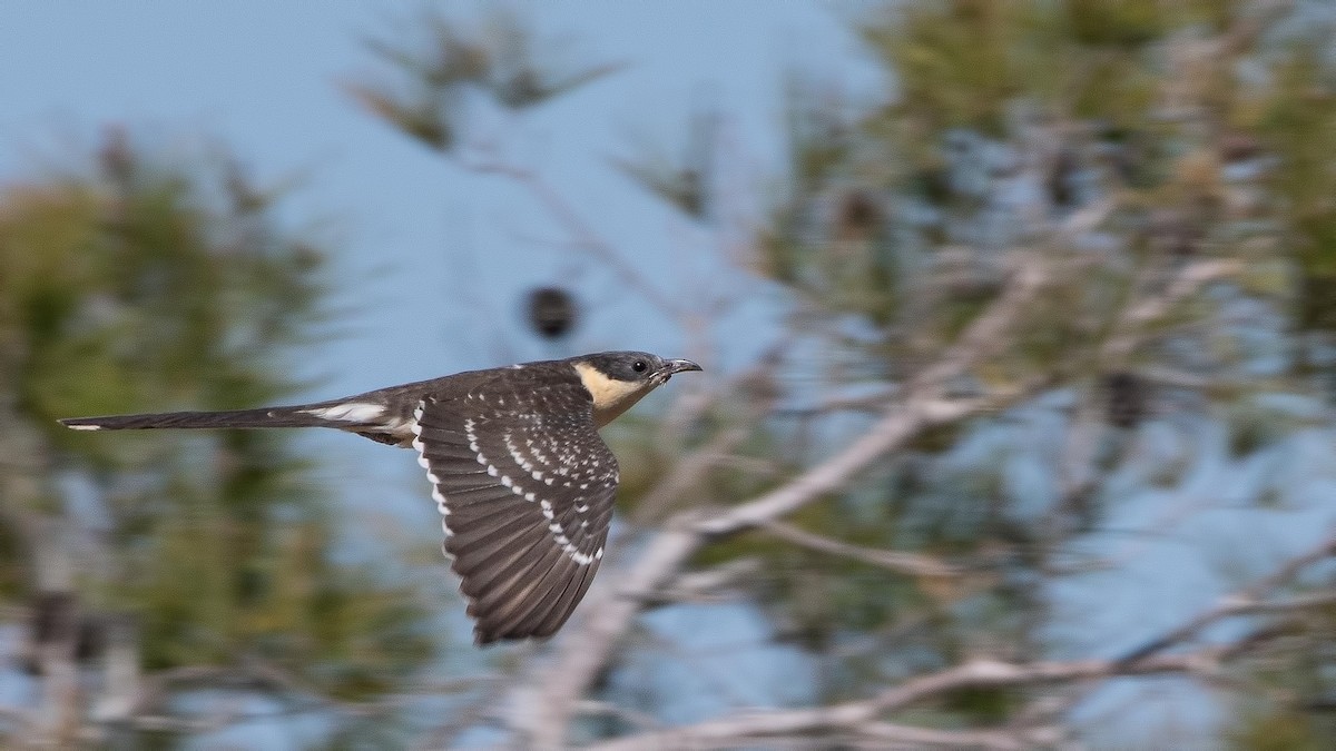 Great Spotted Cuckoo - ML320703791