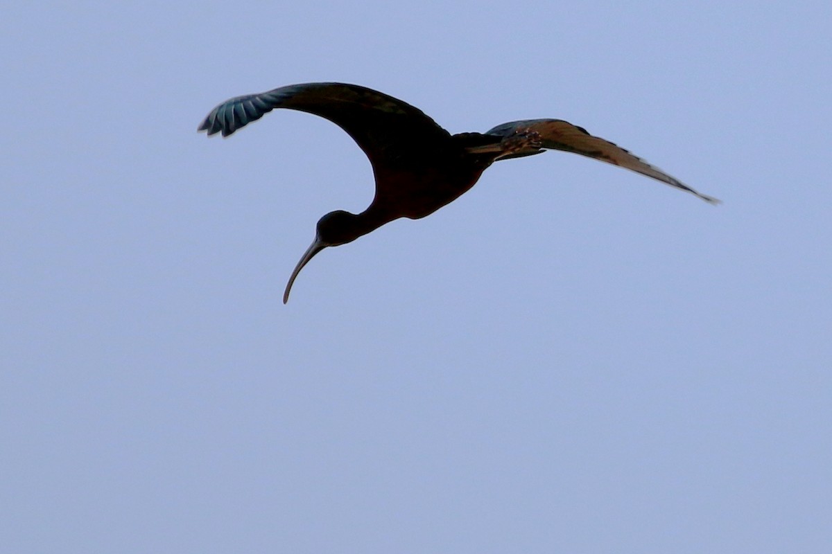 ibis hnědý - ML320703861