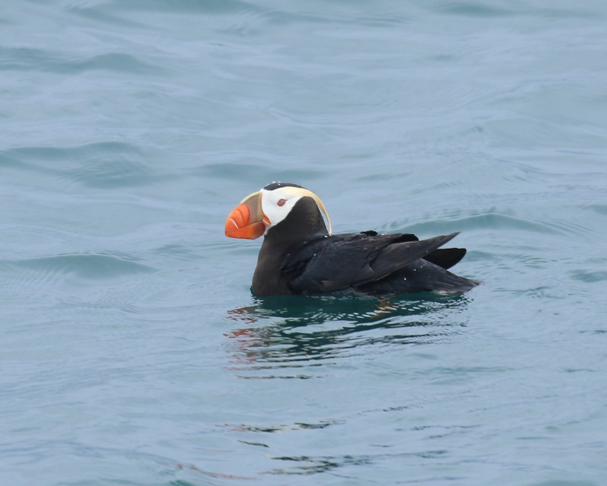 Tufted Puffin - ML32070841