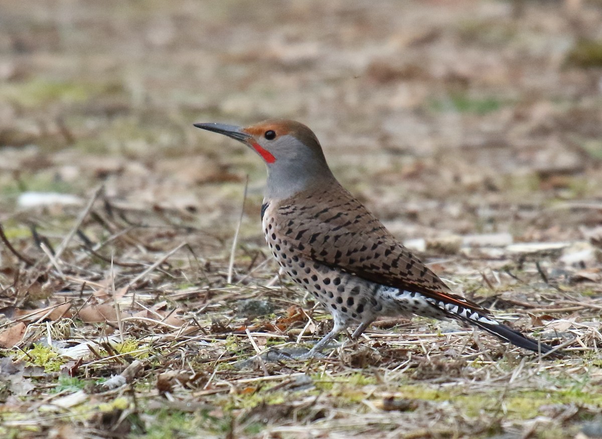 Northern Flicker (Red-shafted) - ML320709971