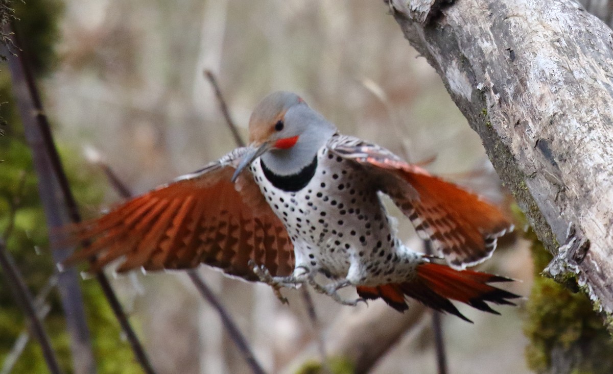Northern Flicker (Red-shafted) - ML320710041