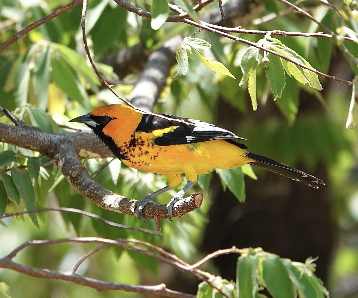 Spot-breasted Oriole - Howard Laidlaw