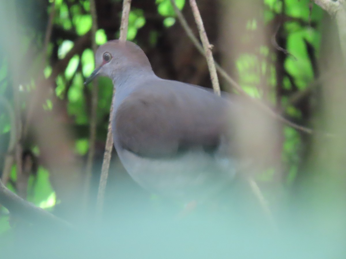 Gray-chested Dove - ML320713301