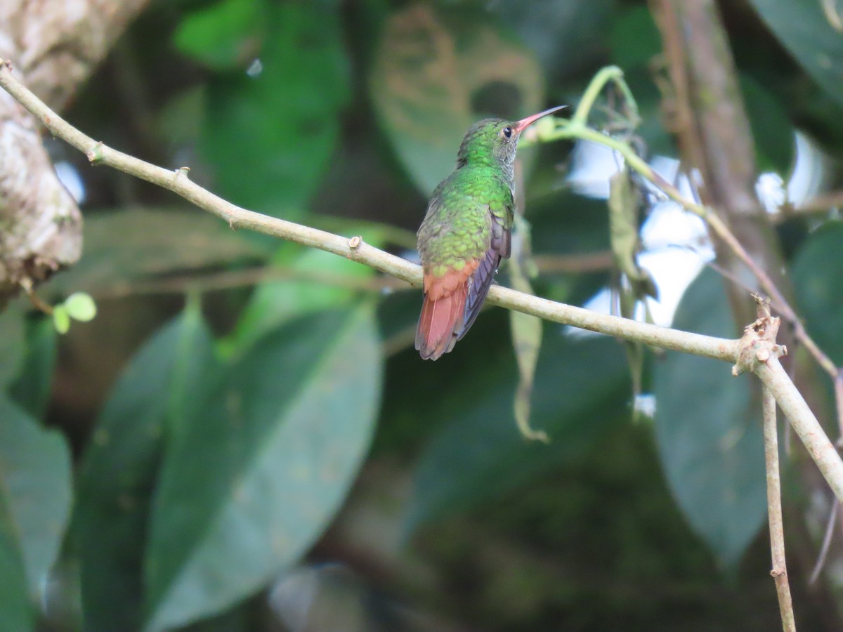 Rufous-tailed Hummingbird - ML320713501
