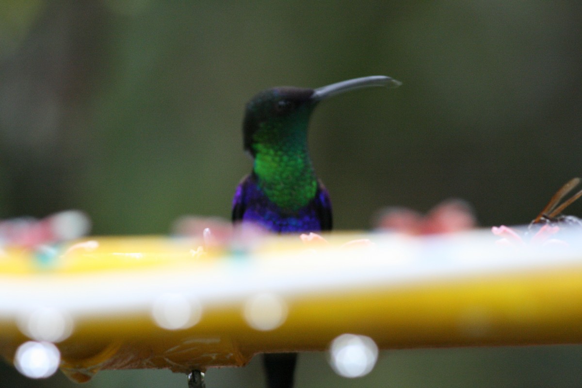 Crowned Woodnymph (Northern/Colombian Violet-crowned) - Justyn Stahl