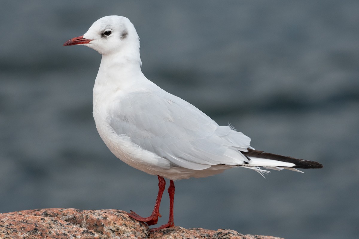 Mouette rieuse - ML320717321