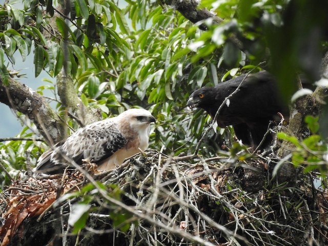 Adult with juvenile at nest in&nbsp;Antioquia, Colombia. - Black-and-chestnut Eagle - 