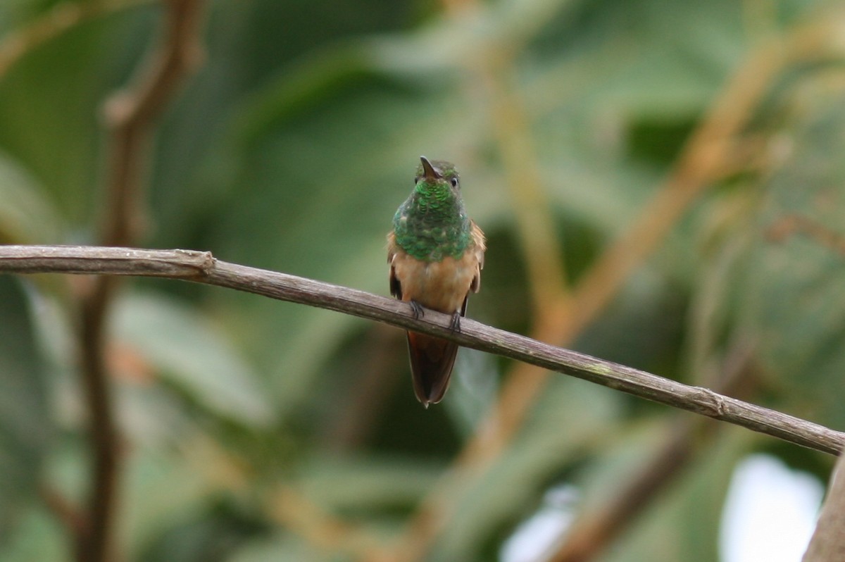 Chestnut-bellied Hummingbird - ML320719171