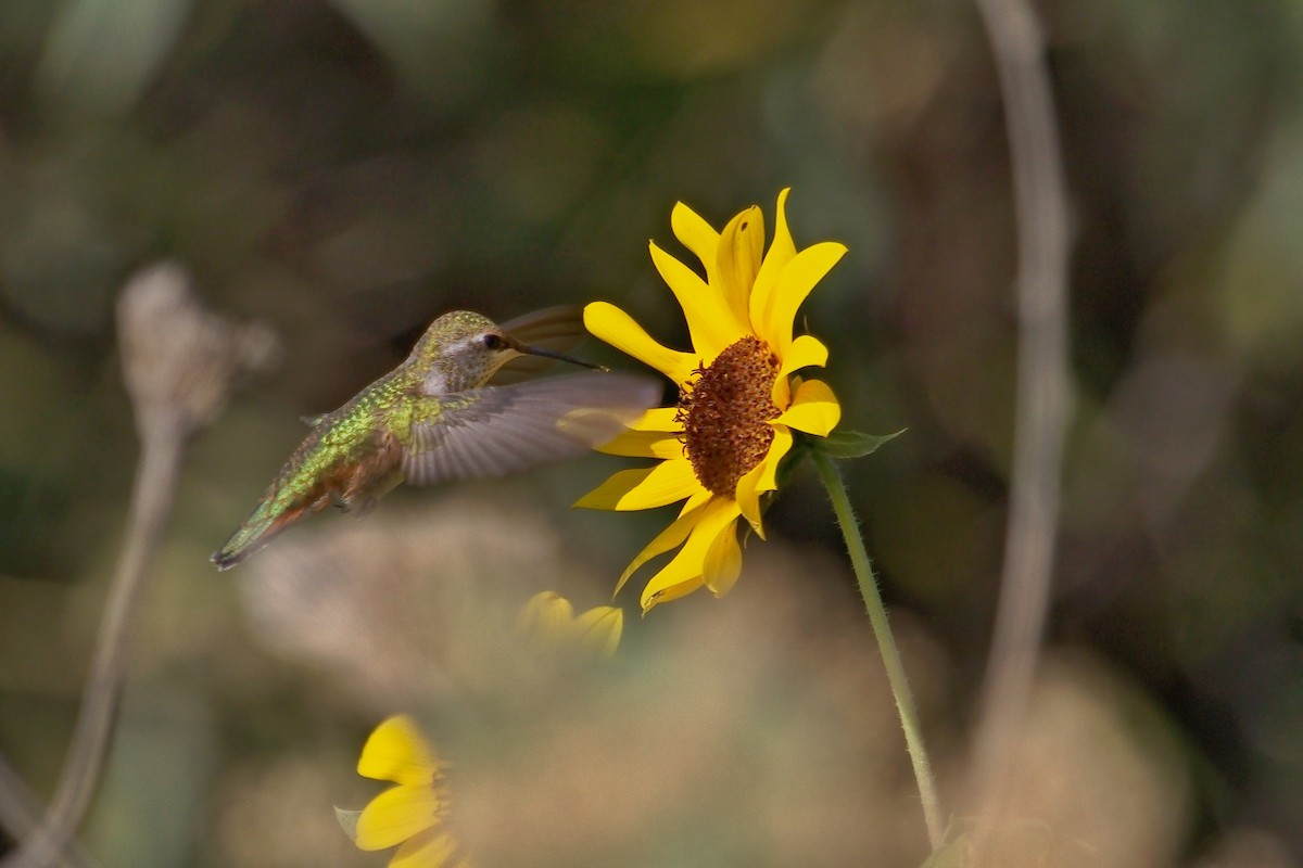 Rufous Hummingbird - DigiBirdTrek CA