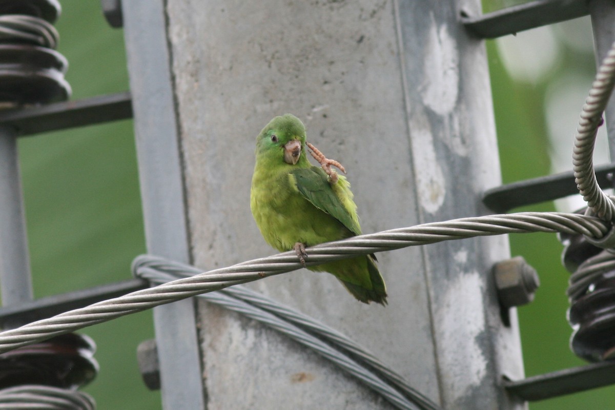Spectacled Parrotlet - ML320721091