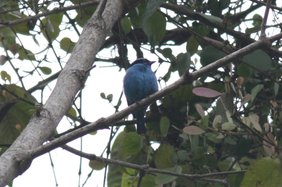 Turquoise Dacnis - Justyn Stahl