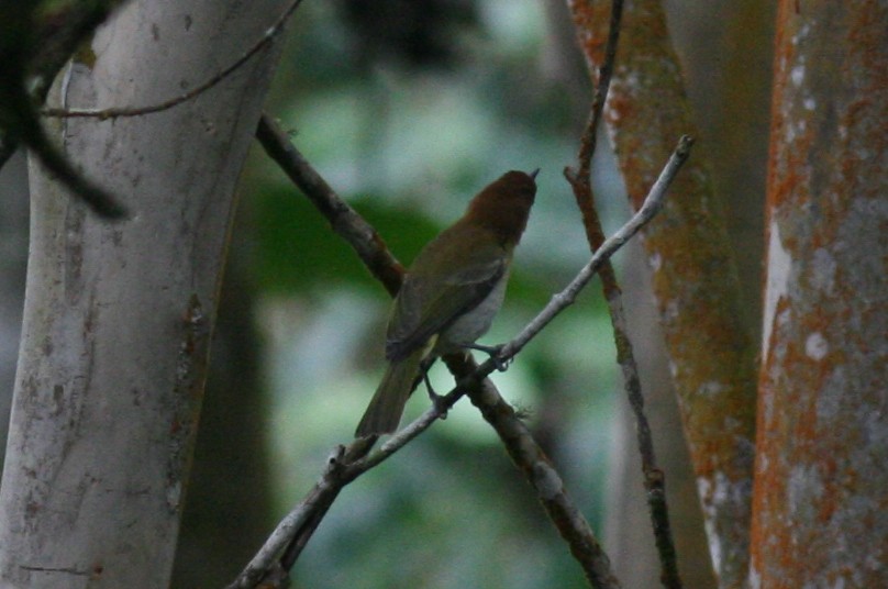Rufous-naped Greenlet - ML320722061