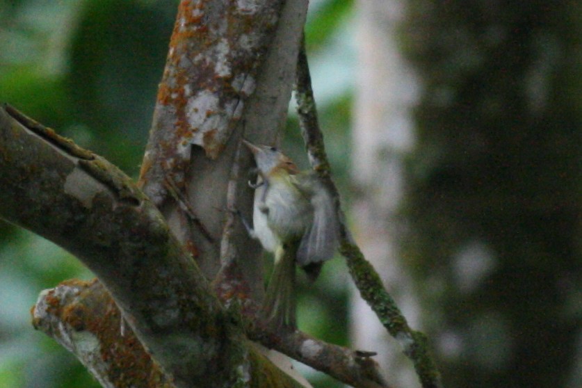 Rufous-naped Greenlet - ML320722071