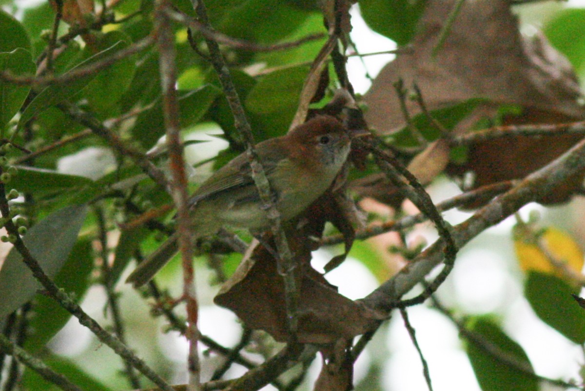 Rufous-naped Greenlet - ML320723761