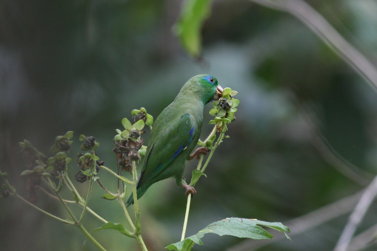 Spectacled Parrotlet - ML320724491
