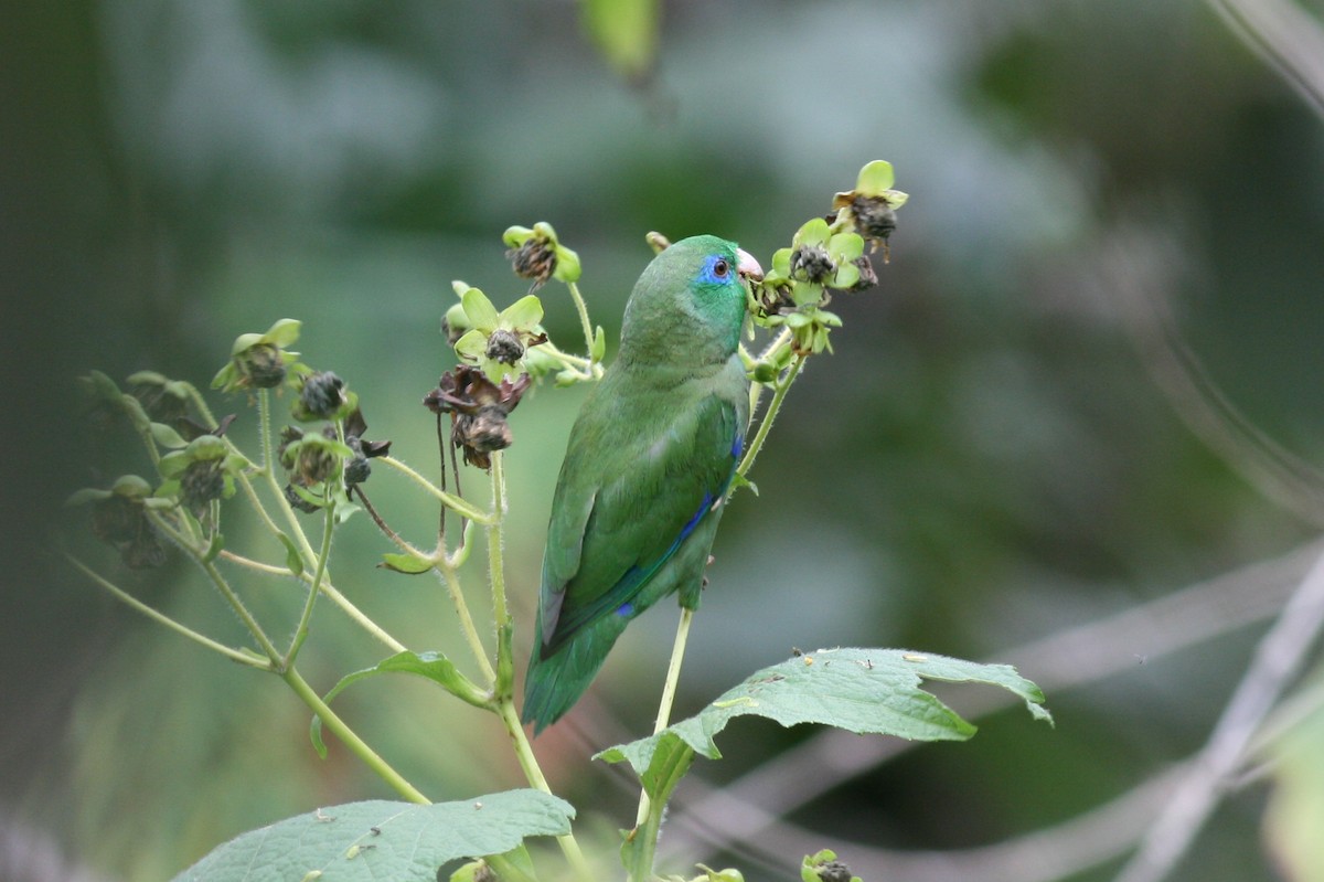 Spectacled Parrotlet - ML320724521