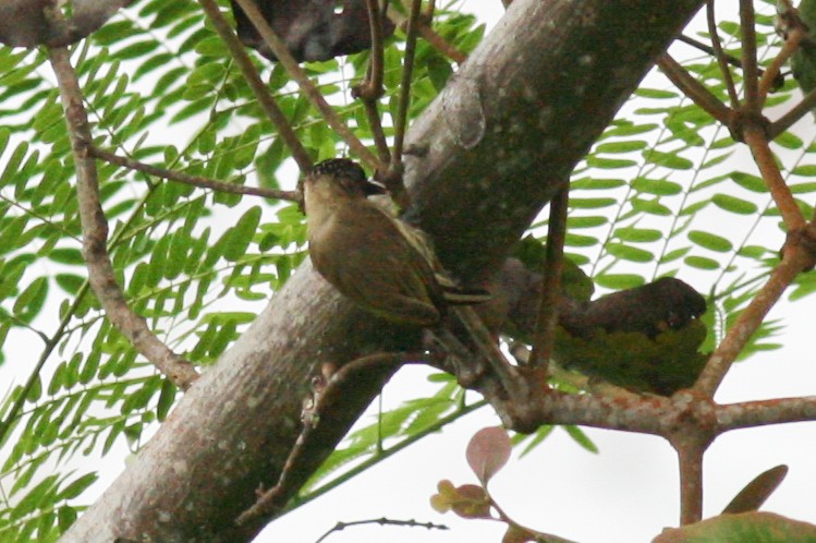 Olivaceous Piculet - ML320724761