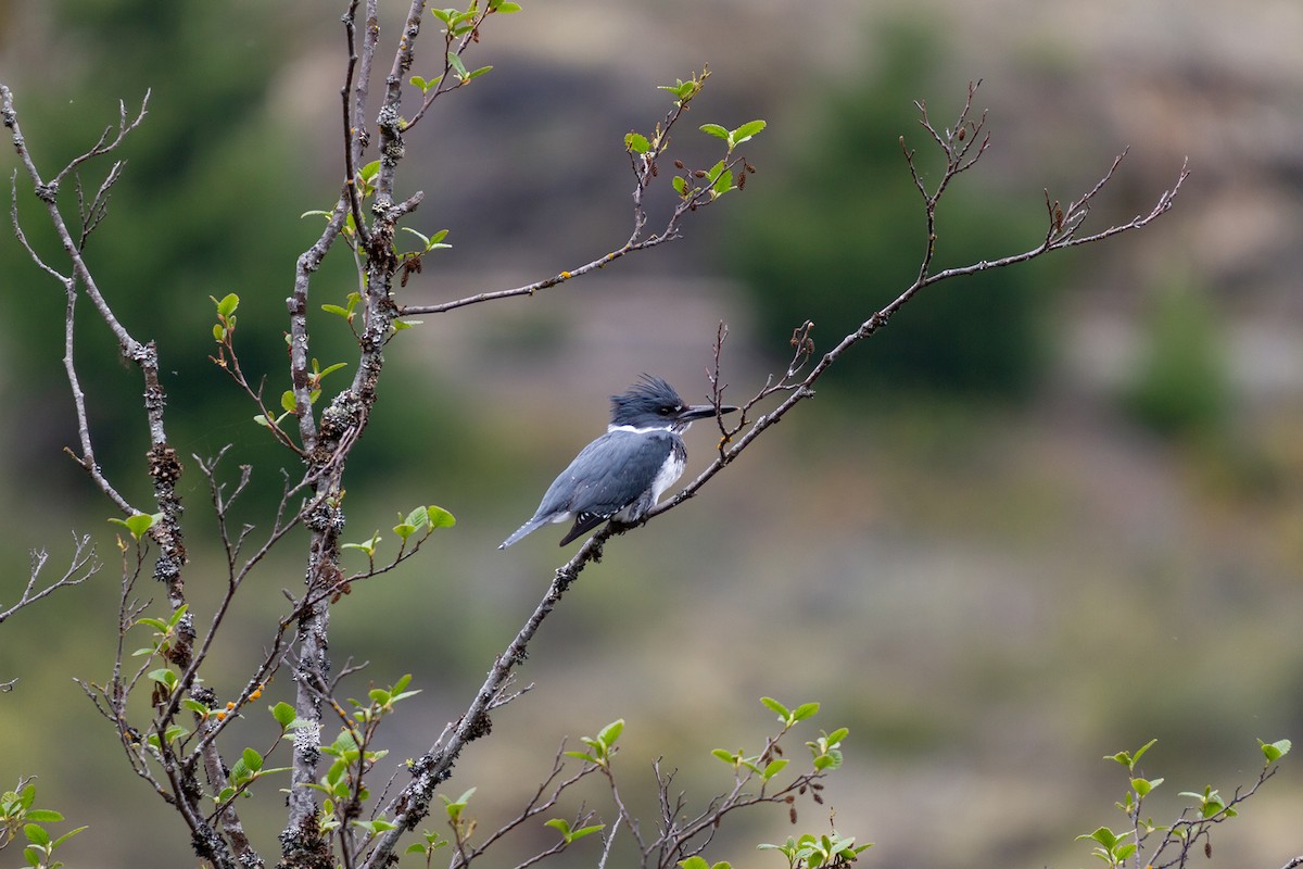 Belted Kingfisher - ML320725241