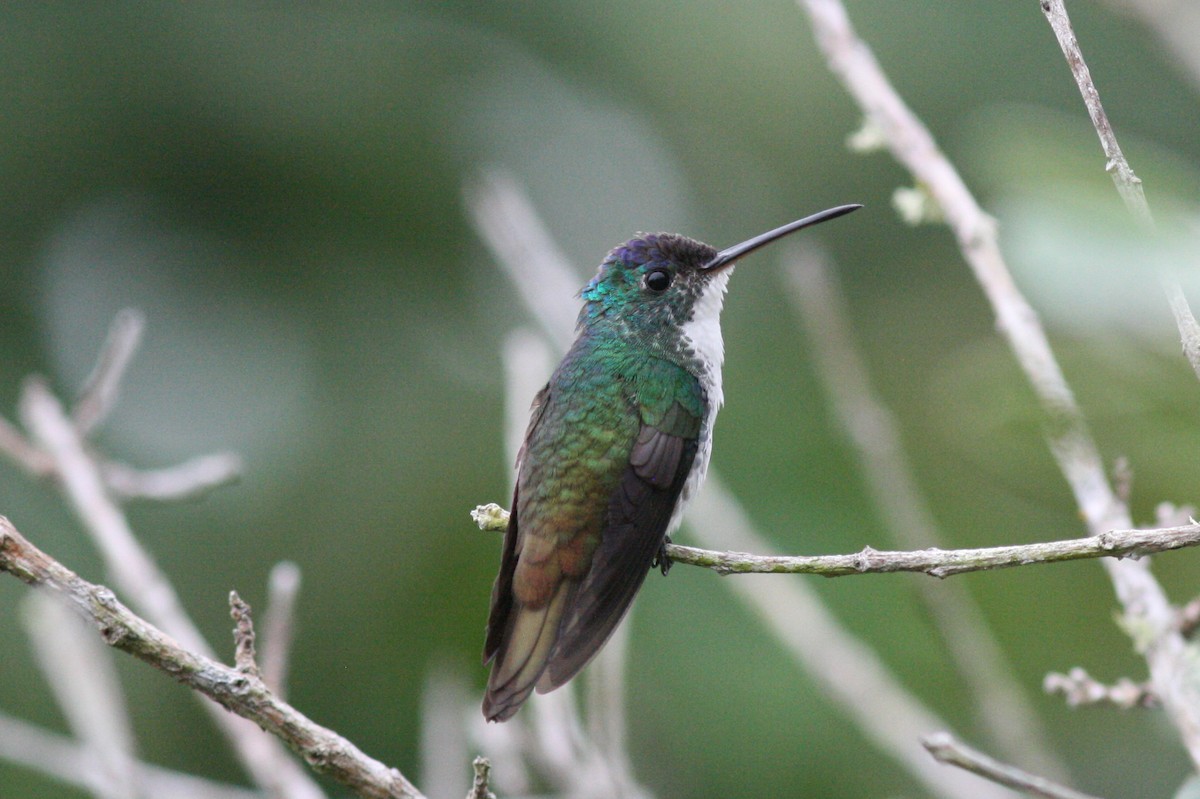 kolibřík andský - ML320725521