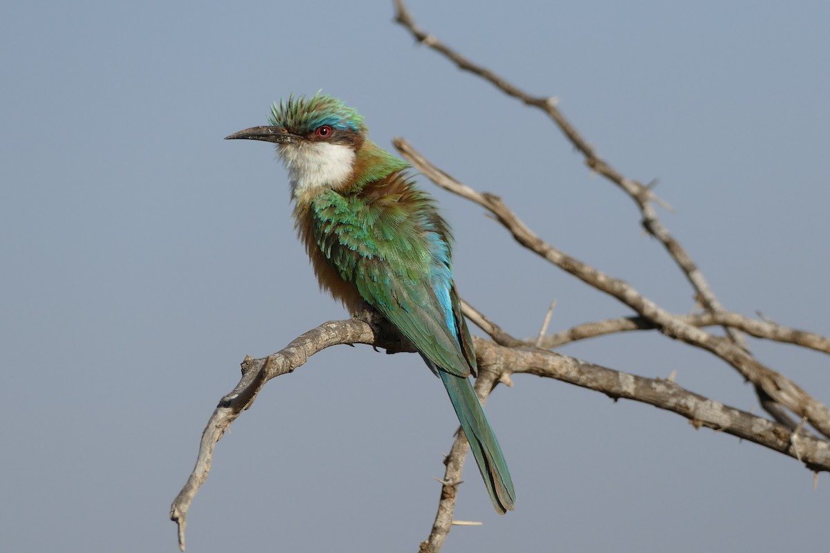 Somali Bee-eater - ML320726741