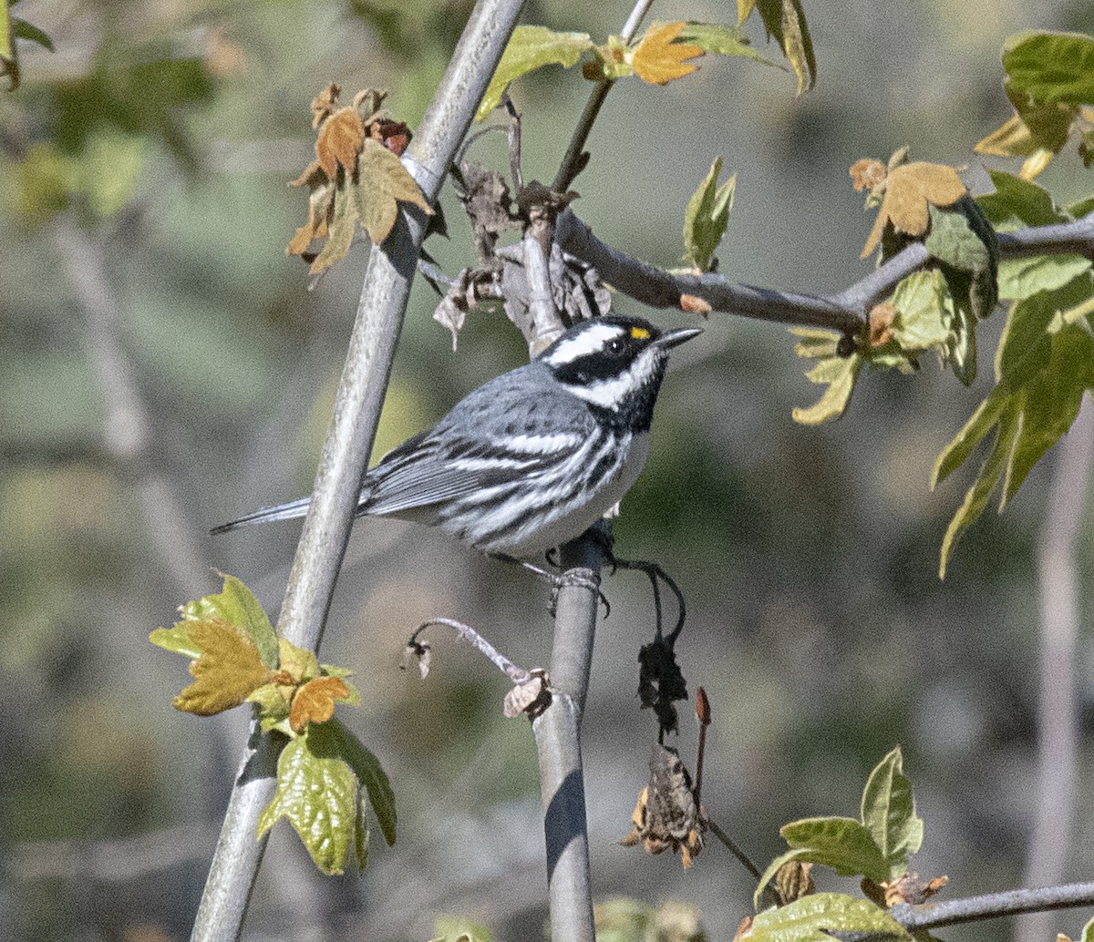 Black-throated Gray Warbler - ML320727291