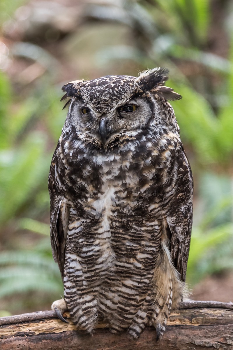 Great Horned Owl - ML320732241