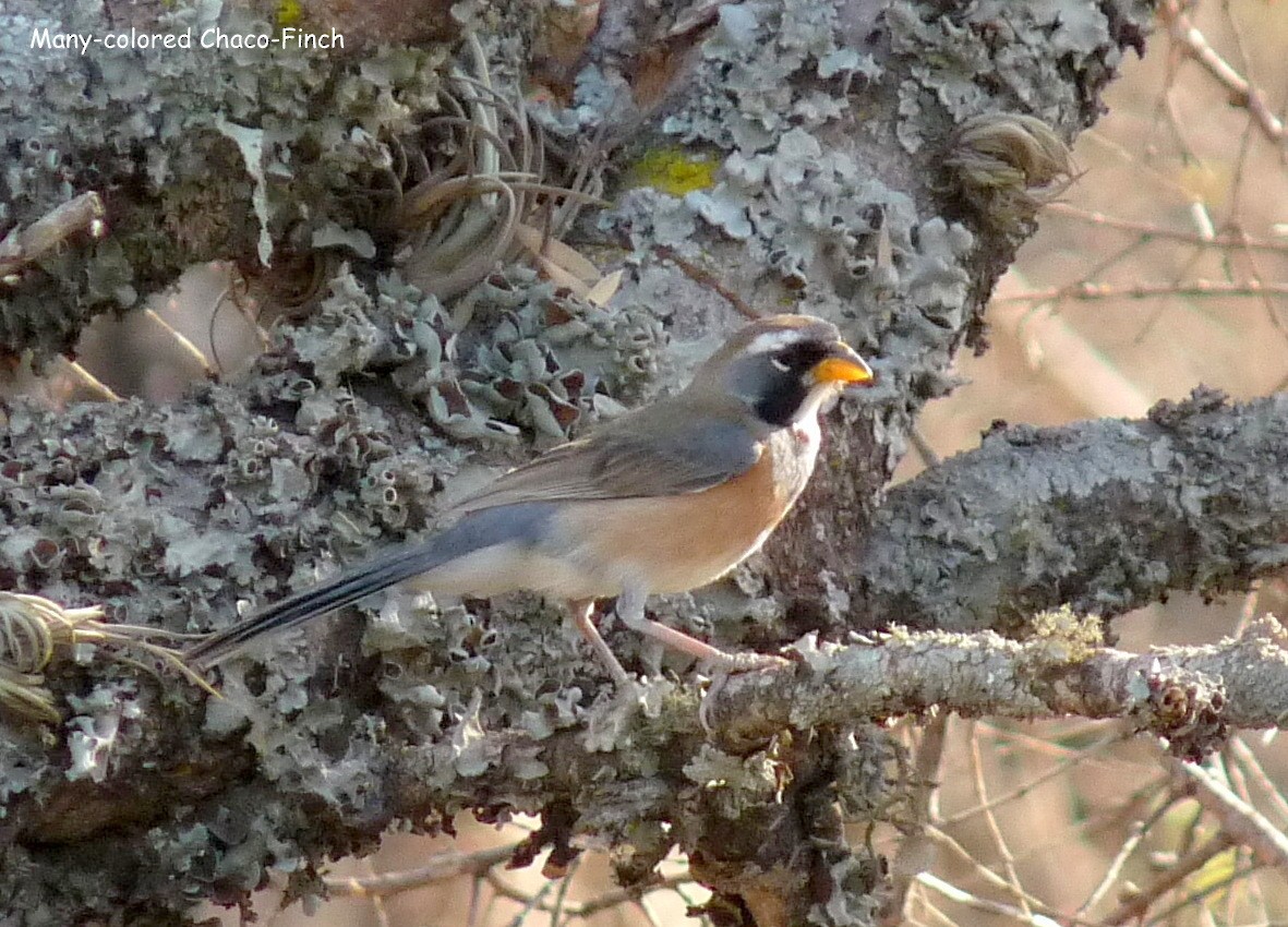 Many-colored Chaco Finch - ML320735081