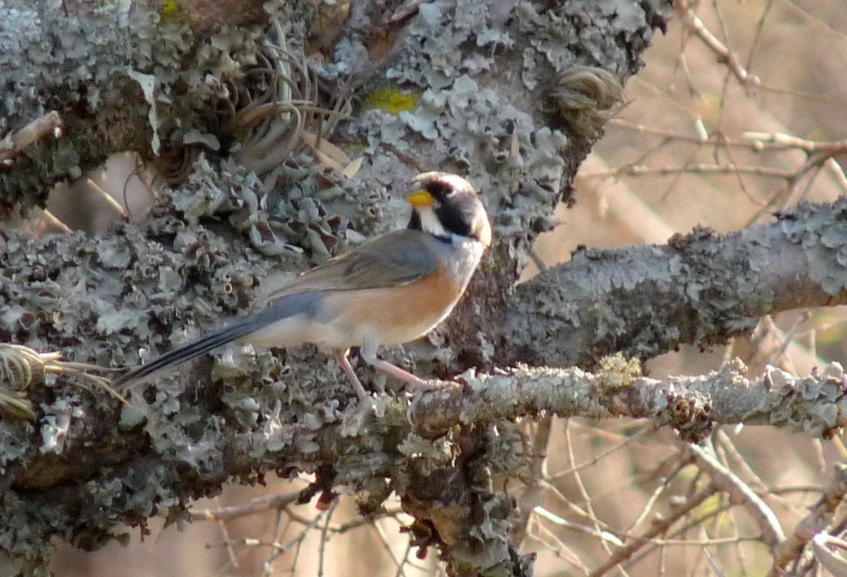 Many-colored Chaco Finch - ML320735091