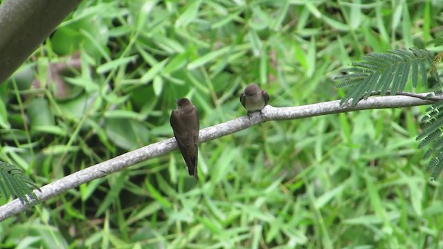 Northern Rough-winged Swallow - ML320737861