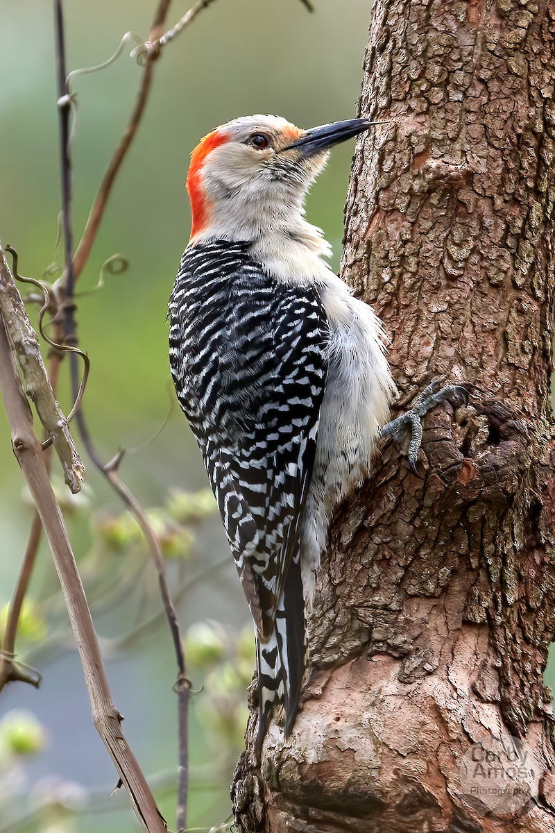 Red-bellied Woodpecker - Corby Amos