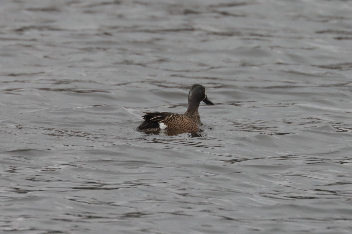 Blue-winged Teal - ML320745261
