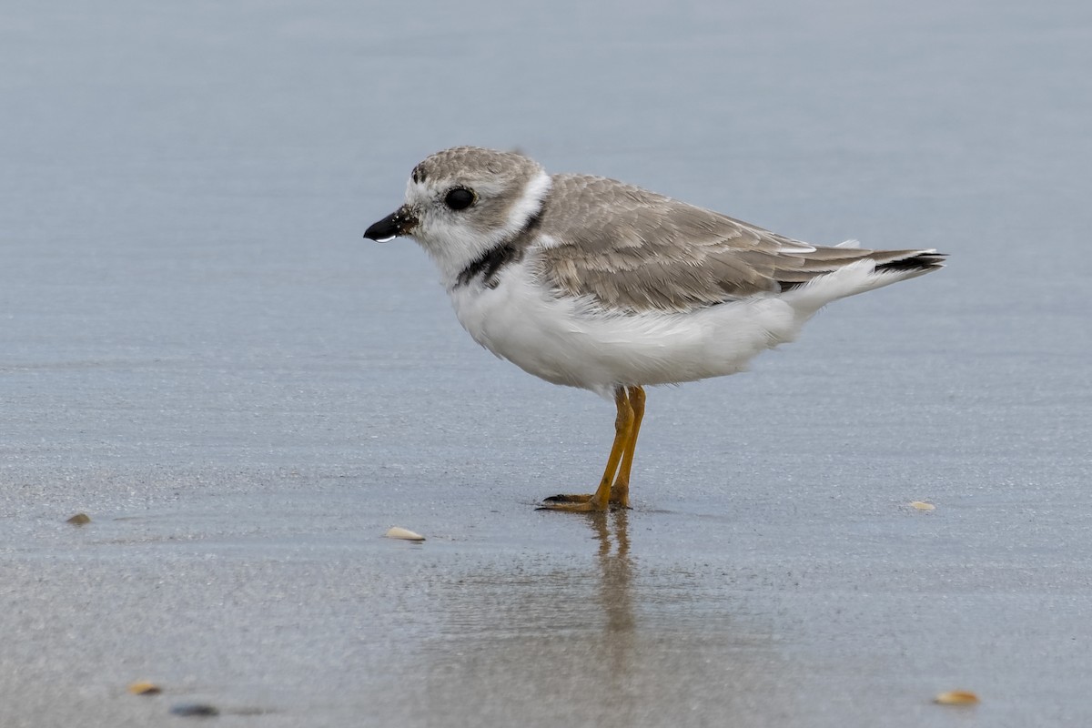 Piping Plover - ML320748981