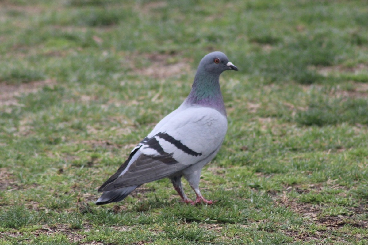 Rock Pigeon (Feral Pigeon) - ML320753371