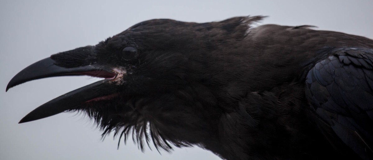 Common Raven - Clare Kines