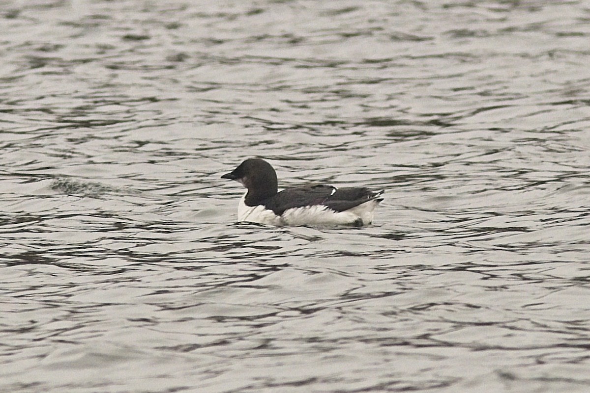 Thick-billed Murre - ML320765561