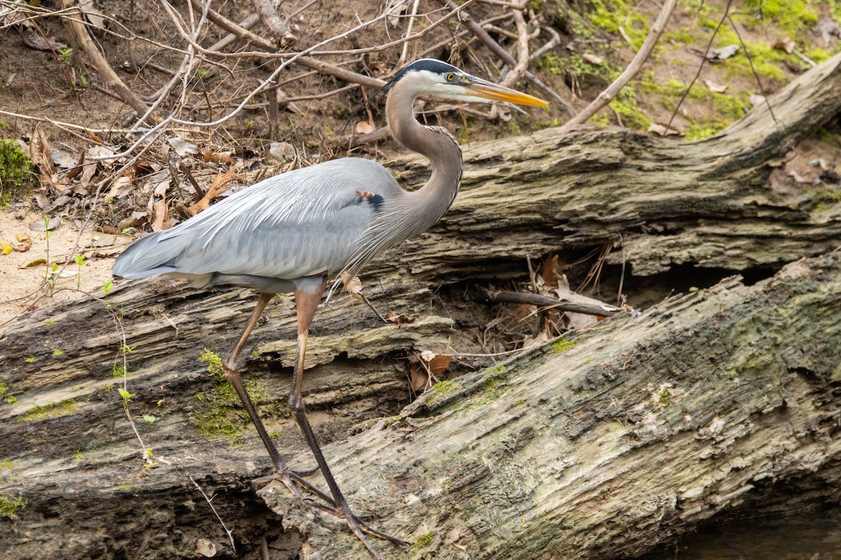 Great Blue Heron - Dave Rodriguez