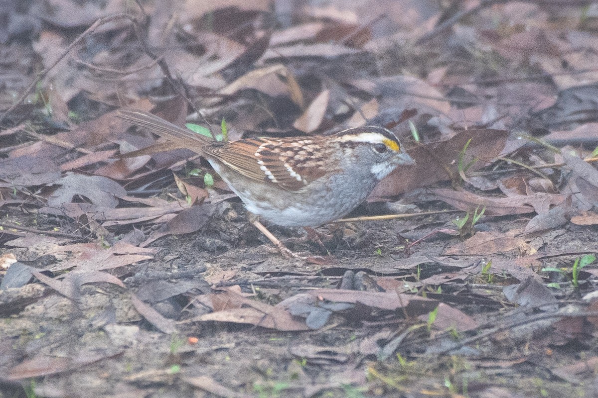 White-throated Sparrow - ML320774711