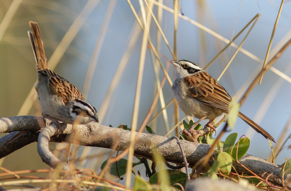 Stripe-headed Sparrow - Abril Heredia